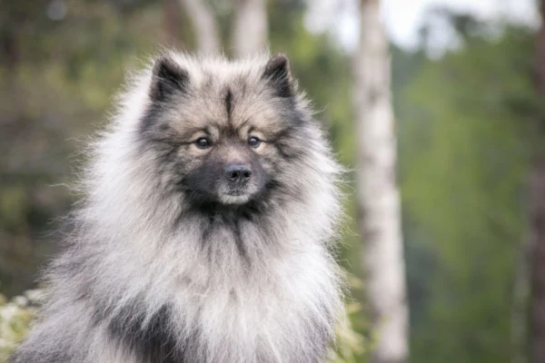 A keeshond lakásban is tartható
