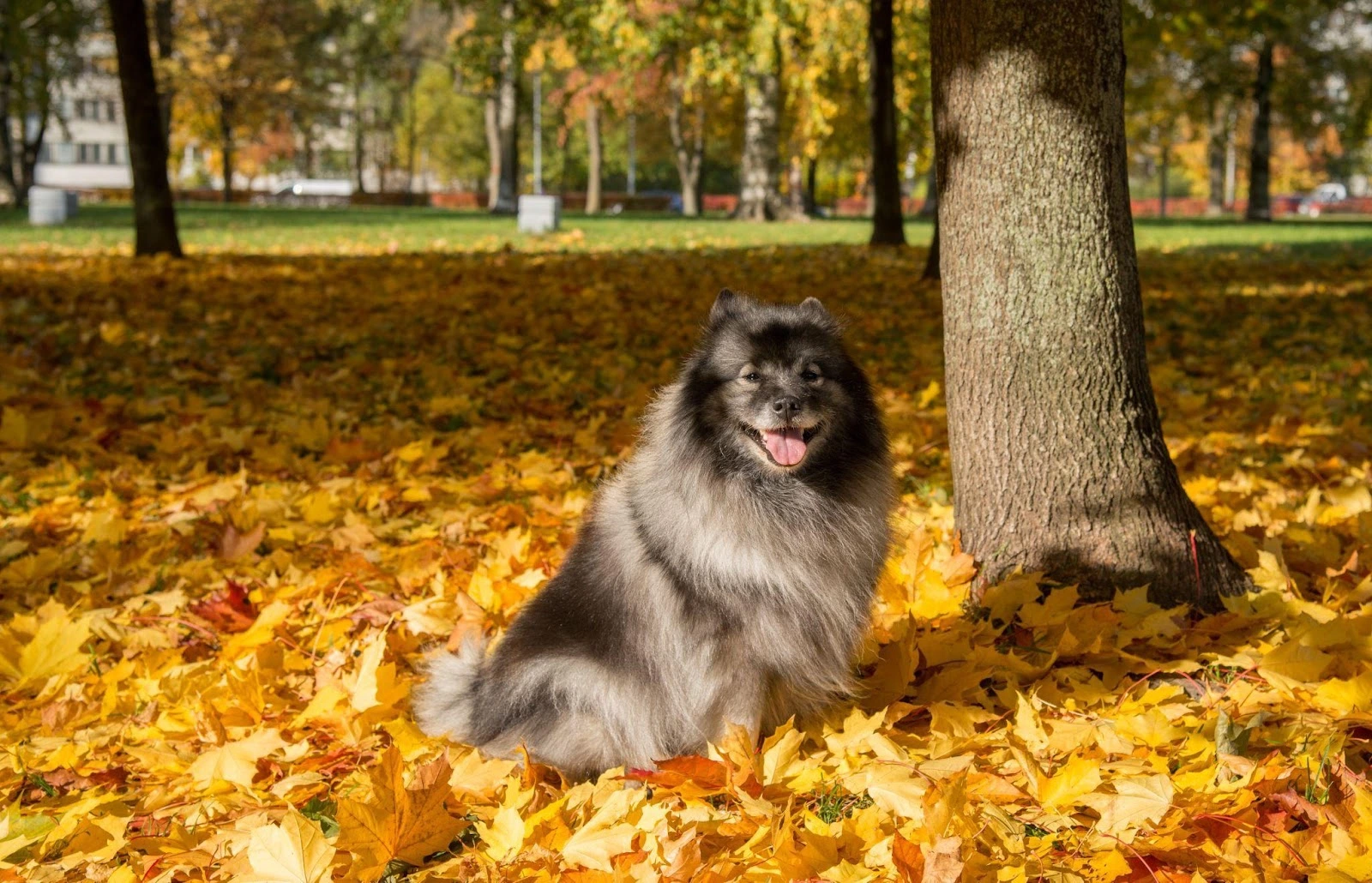 Kép 4 A keeshond mozgásigénye közepes