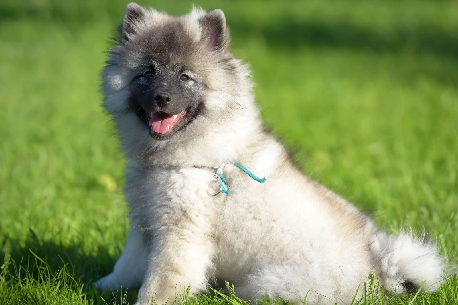 Kép 3 A keeshond nagyon hűséges