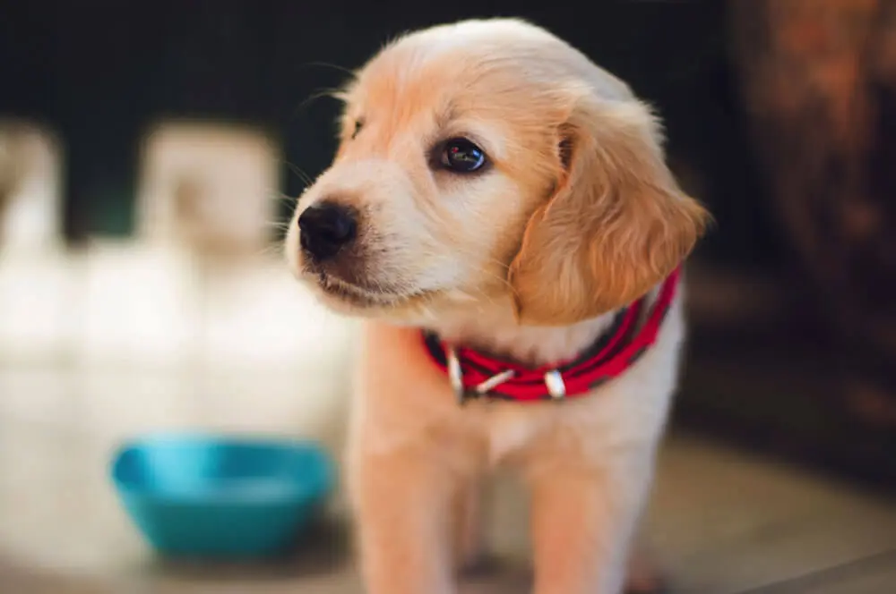 Kép 3 Kiskutya etetése