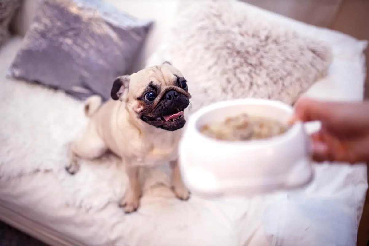 Kép 2 Kölyökkutya etetése