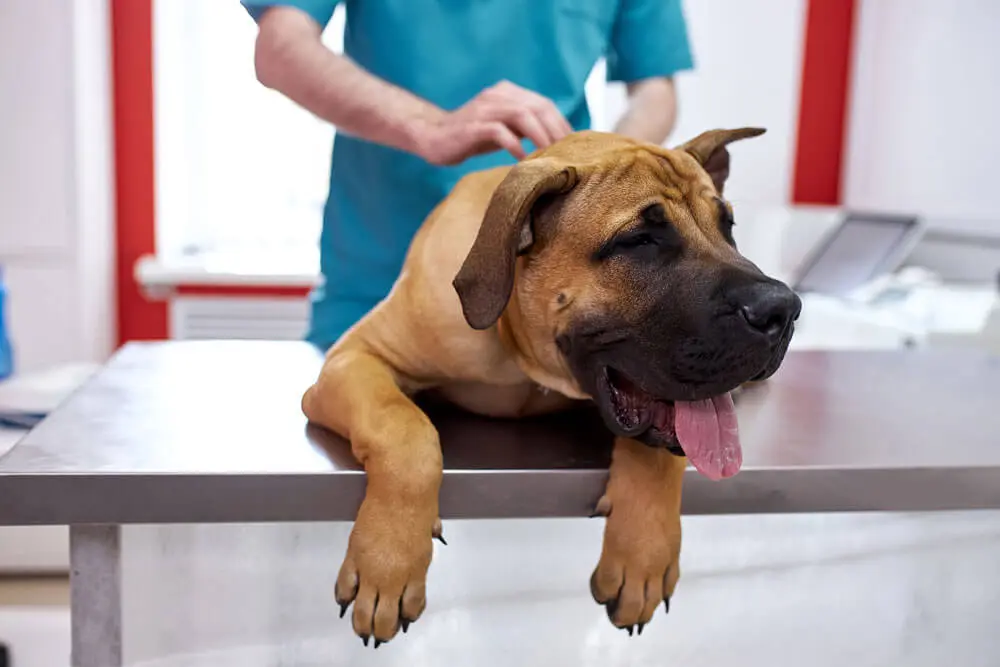 Kép 1 A bélcsavarodás kutyáknál nagyon súlyos probléma.