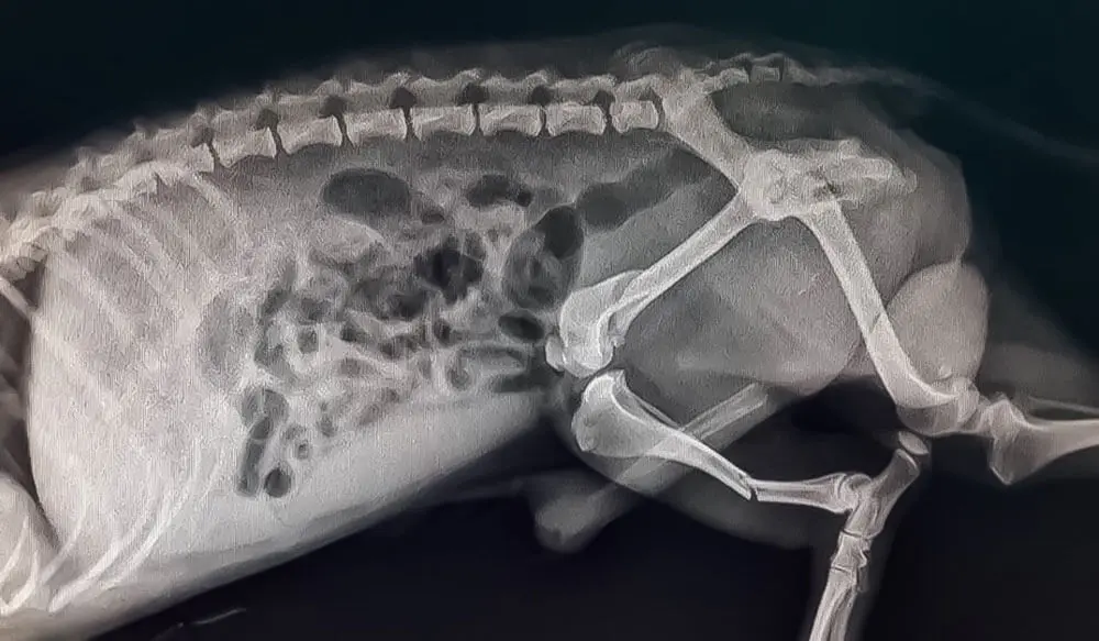 Kép 2 A diszplázia kutyáknál röntgennel megállapítható.