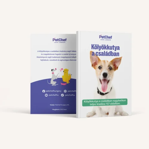 Kolyokkutya A Csaladban 1