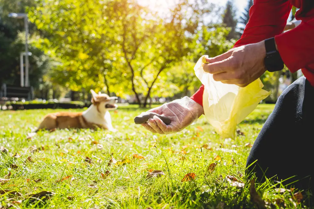 Kép 5 Kutya ürülék kalauz