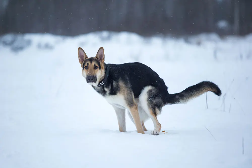 Kép 1 Májbeteg kutya széklete