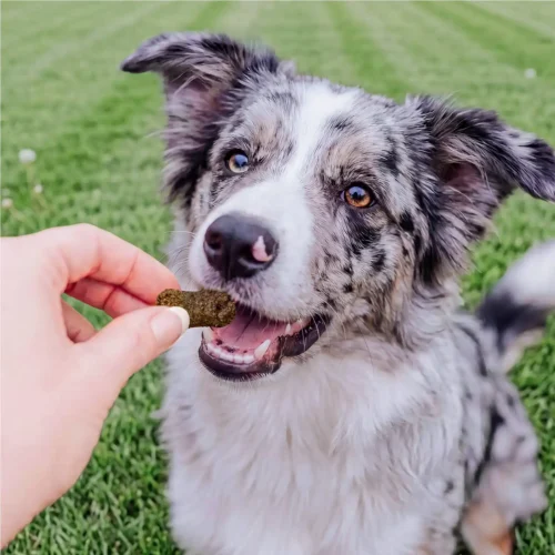 Petchef Digestion Vegan Snack 4