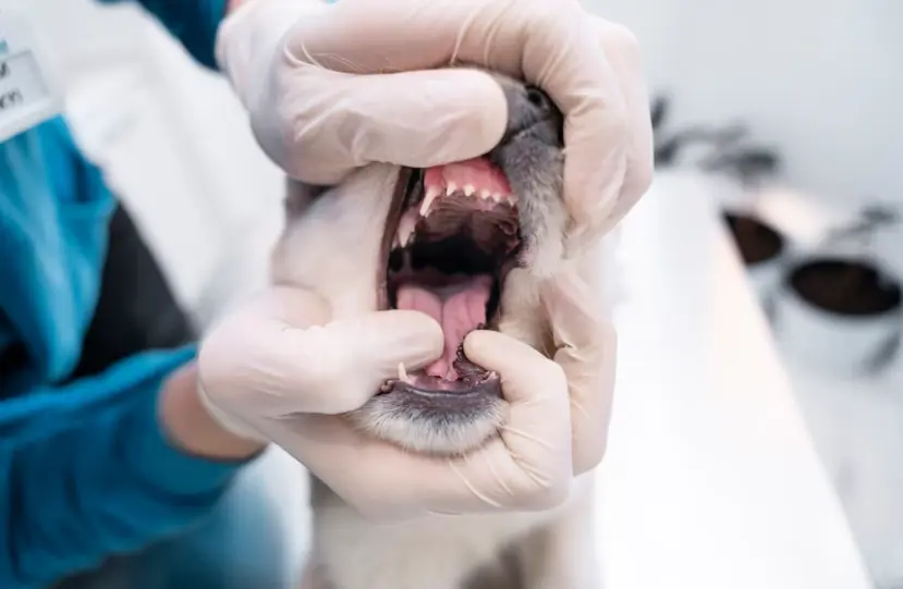 Kép 1 A kölyökkutya fogváltása 14 és 30 hónapos kora között lezajlik.