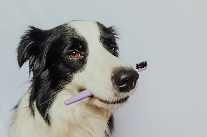 Kép 3 A kutya fogváltás szemfogak esetében 16 hónapos kor körül várható.