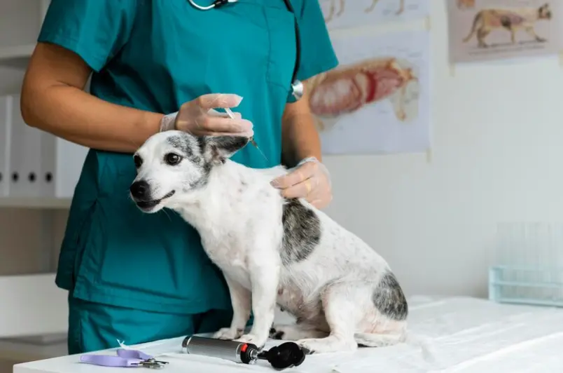 Kép 2 A kutya hasfájás remegéssel is járhat.