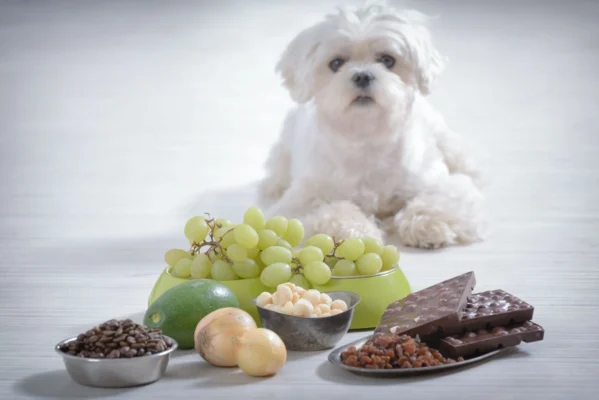 A mérgezés tüneteik kutyáknál változatosak lehetnek.