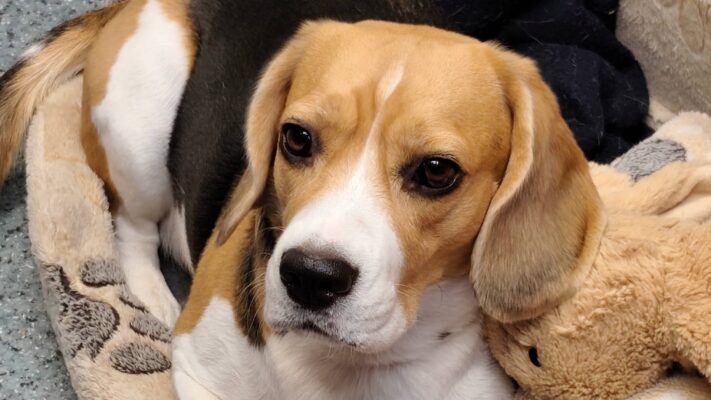 Petchef Fenyes Bunda