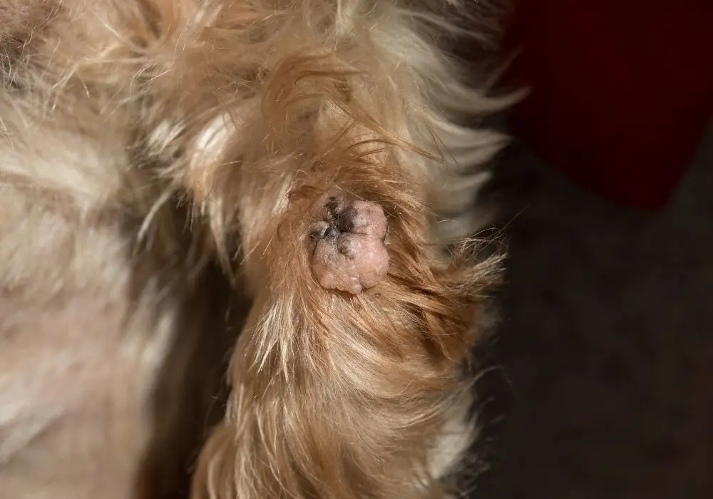 Kép 3 A kutya szemölcs megjelenése változatos lehet.