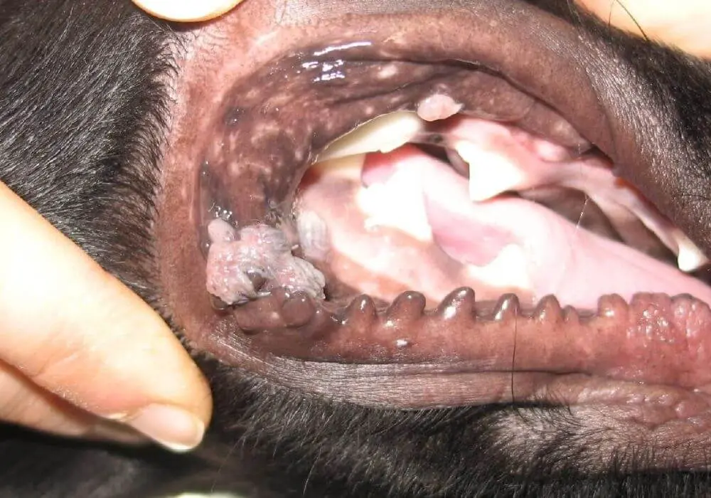 Kép 4 A szemölcs kutyán sok esetben ártalmatlan.