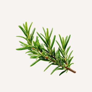 Rosemary