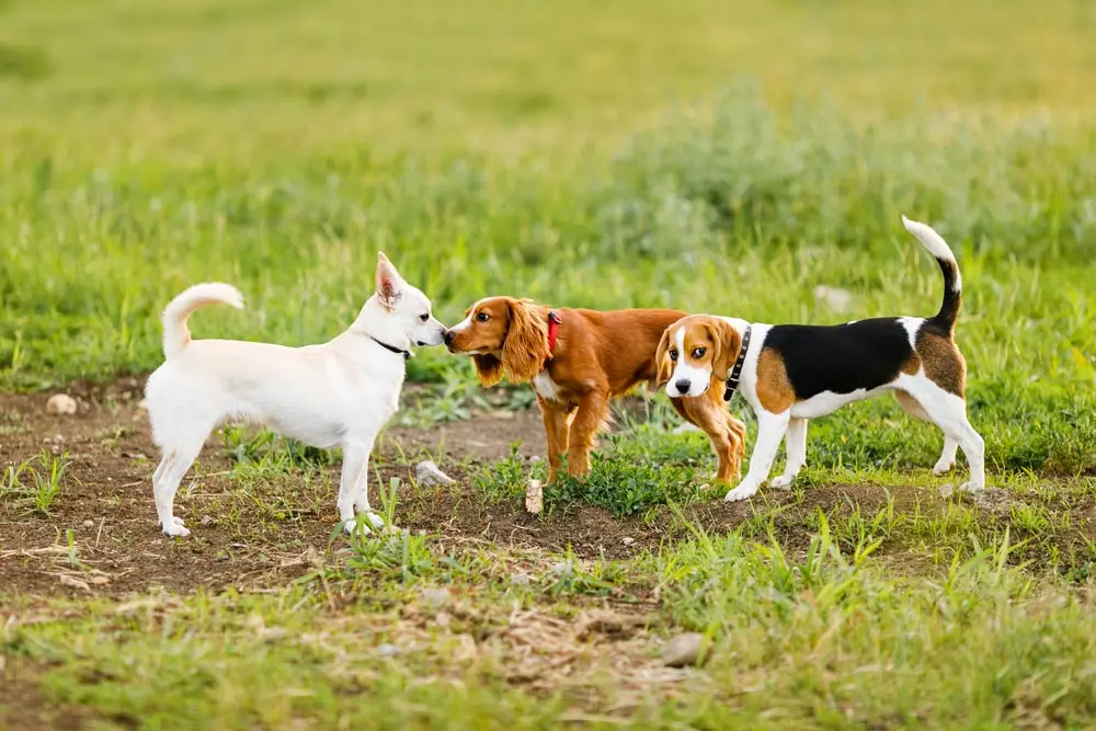 Kép 2 A kan kutya ivartalnítás egyszerűbb beavatkozás