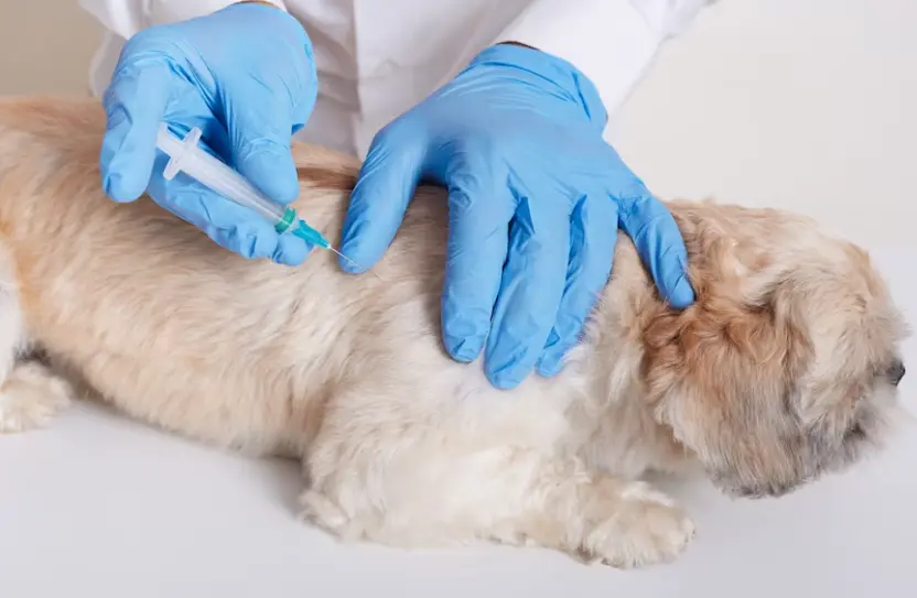 Kép 4 A kötelező kutya oltások közé hazánkban a veszettség elleni vakcina tartozik