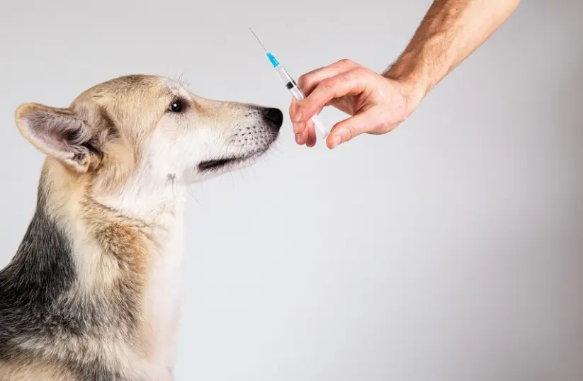 Kép 2 A kutya oltások ára a vakcina típusától függ.