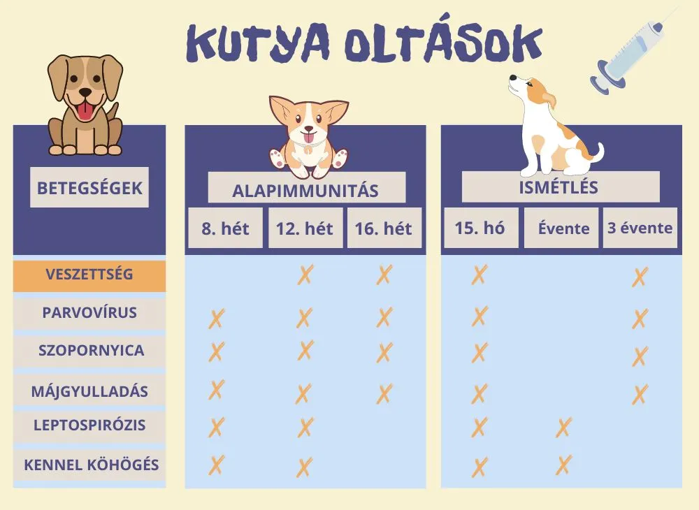 Kép 1 A kutya oltások ideje változó, kölyköknél 8 hetesen érdemes beadni az első vakcinákat.