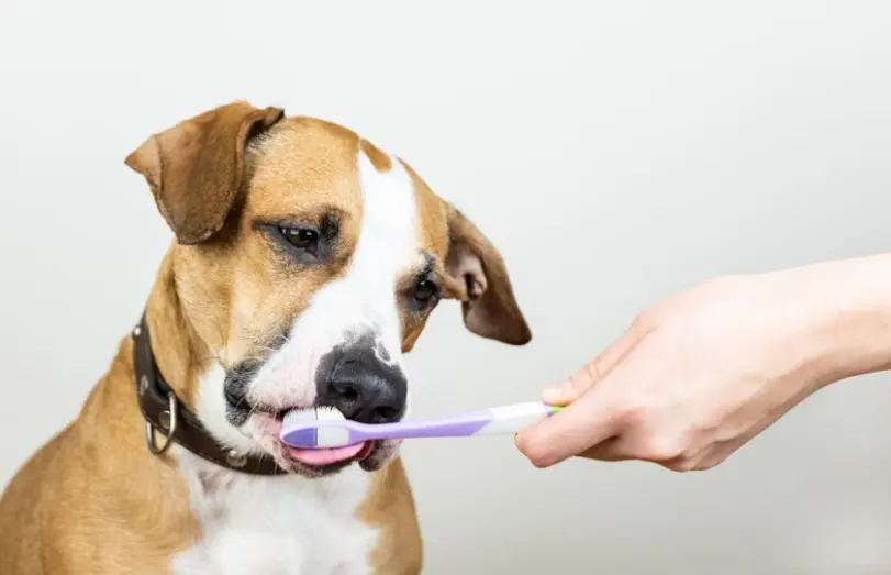 Kép 1 A kutyafogkrém használata során ügyelj rá, hogy csakis kutyusoknak szánt pasztát vásárolj