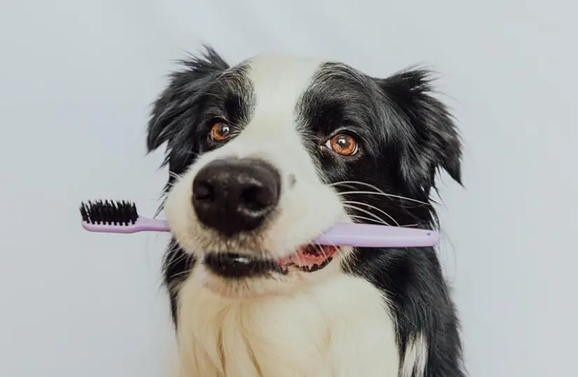 Kép 2 A legjobb kutyafogkrém mentes a káros adalékanyagoktól