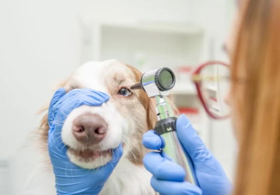 A keratoconjunctivitis sicca (KCS) nevű szembetegség esetén túl kevés könny termelődik.
